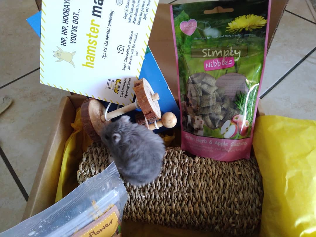 sendhamstermail's tweet photo. Mr Grey exploring his April Hamster Mail box 🐹💌☺️!
~
🐹💌 Go to https://t.co/zPfcTjANoC now to send your hamster our June box of healthy treats and toys!
📷👈 IG: Mr.greyhamster 💛
~
#subscriptionbox #rodents #sendhamstermail #hamstersubscriptionbox #hamstermail https://t.co/CjsFZWZXrt