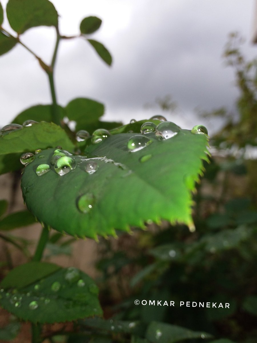 om4mahi's tweet photo. ❤SHOT ON SAMSUNG GALAXY ON 7 PRO❤
#samsung #samsunglovers
#galaxy #samsunggalaxy #samsunggalaxyon7pro #samsungmobile #on7pro #stayapartstaytogether #withgalaxy #AwesomeToday #GetThroughThisTogether #incredibleindia #Pune #NaturePhotography #leaf #photography #nofilter #nature https://t.co/4Zm1K5IH1M