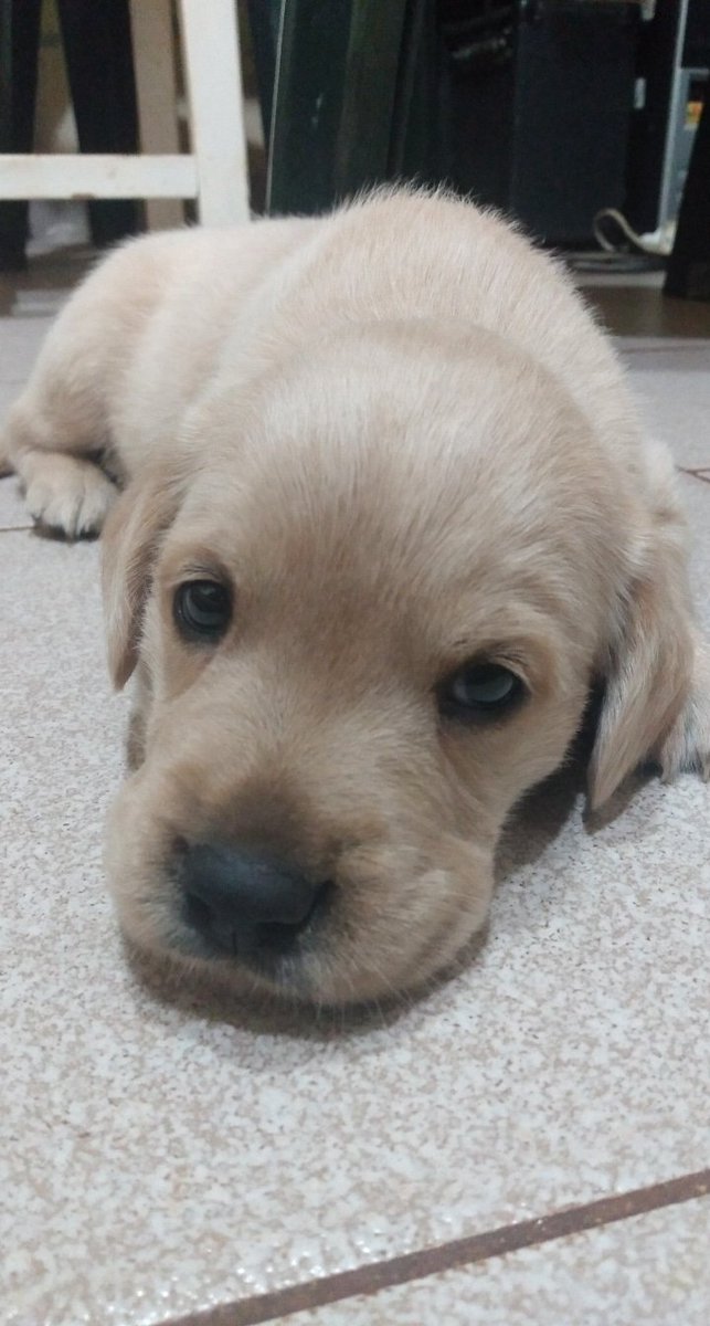 MoniEdu3's tweet photo. Bienvenida Pandora🥰 https://t.co/b6VTUcr4ud