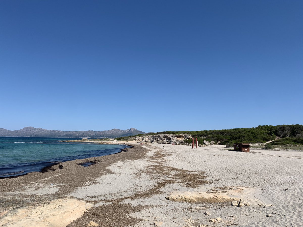 29 - 05 - 2020, Son Bauló
Imatge històrica.

La posidònia fent acte de presència aturant i evitant la pèrdua d’arena.

La platja sense cap hamaca, mostrant la seva bellesa més singular.

Naturalesa en estat pur, sens dubte una imatge per recordar <a href="/Terraferida/">Terraferida</a>