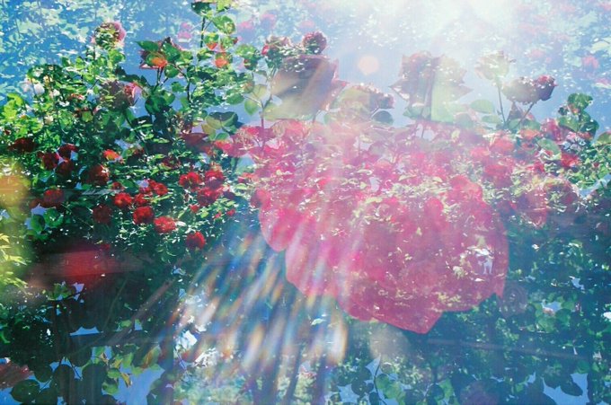 バラの花の香りのtwitterイラスト検索結果 バラの花の香りのtwitterイラスト検索結果