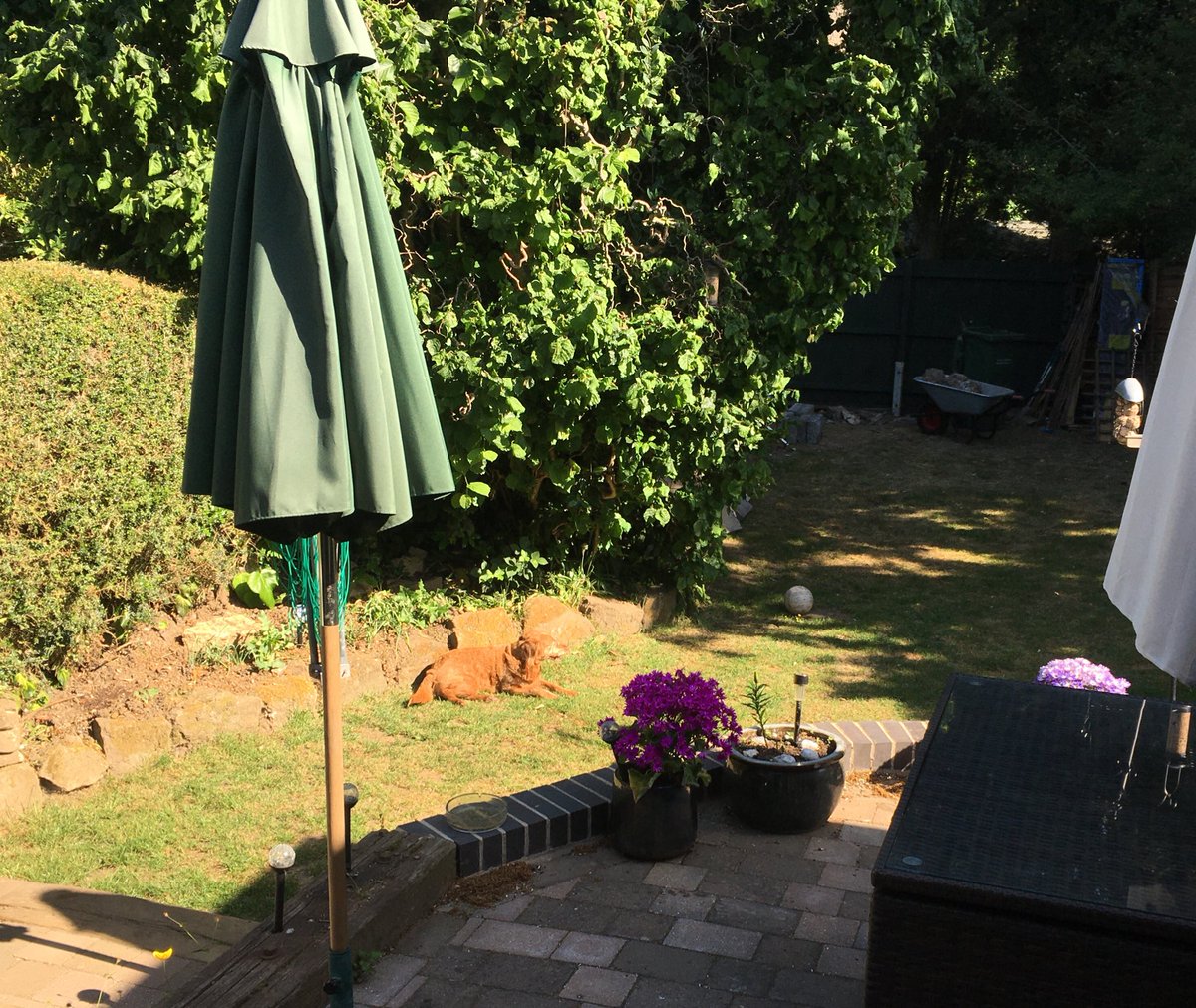 cilla_dog's tweet photo. Hoomum caught me catching some rays ☀️in my favourite spot whilst on cat watch #dogs #dogsVcats #labradoodle #sunshine #dogsduringlockdown https://t.co/T9TJMu1GQT