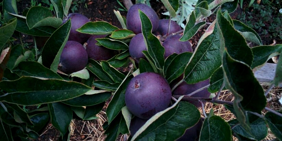 AventuraObscura's tweet photo. The Black Diamond Apple, found growing on the mountains of Tibet https://t.co/RGvEqKaQF0