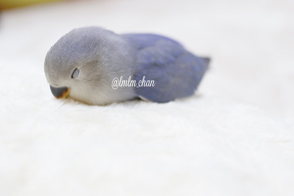 飼い主 我が家のコザクラインコの寝方がめちゃくちゃ可愛いから見て