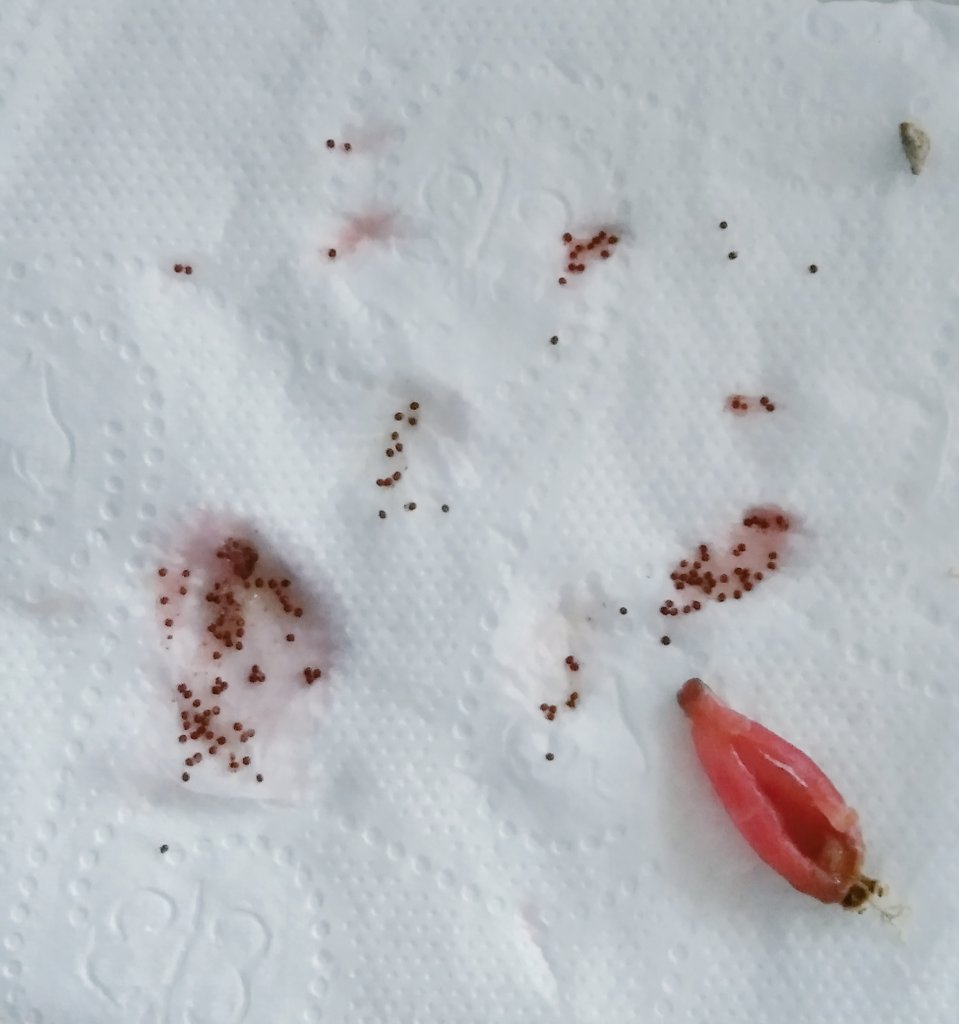 patriziuh's tweet photo. The fruit of my labor hehe 😍

I got them seeds out, cleaned them and dried them out. I counted them!!! 164 seeds 🌱 https://t.co/yzMmyCMrQt