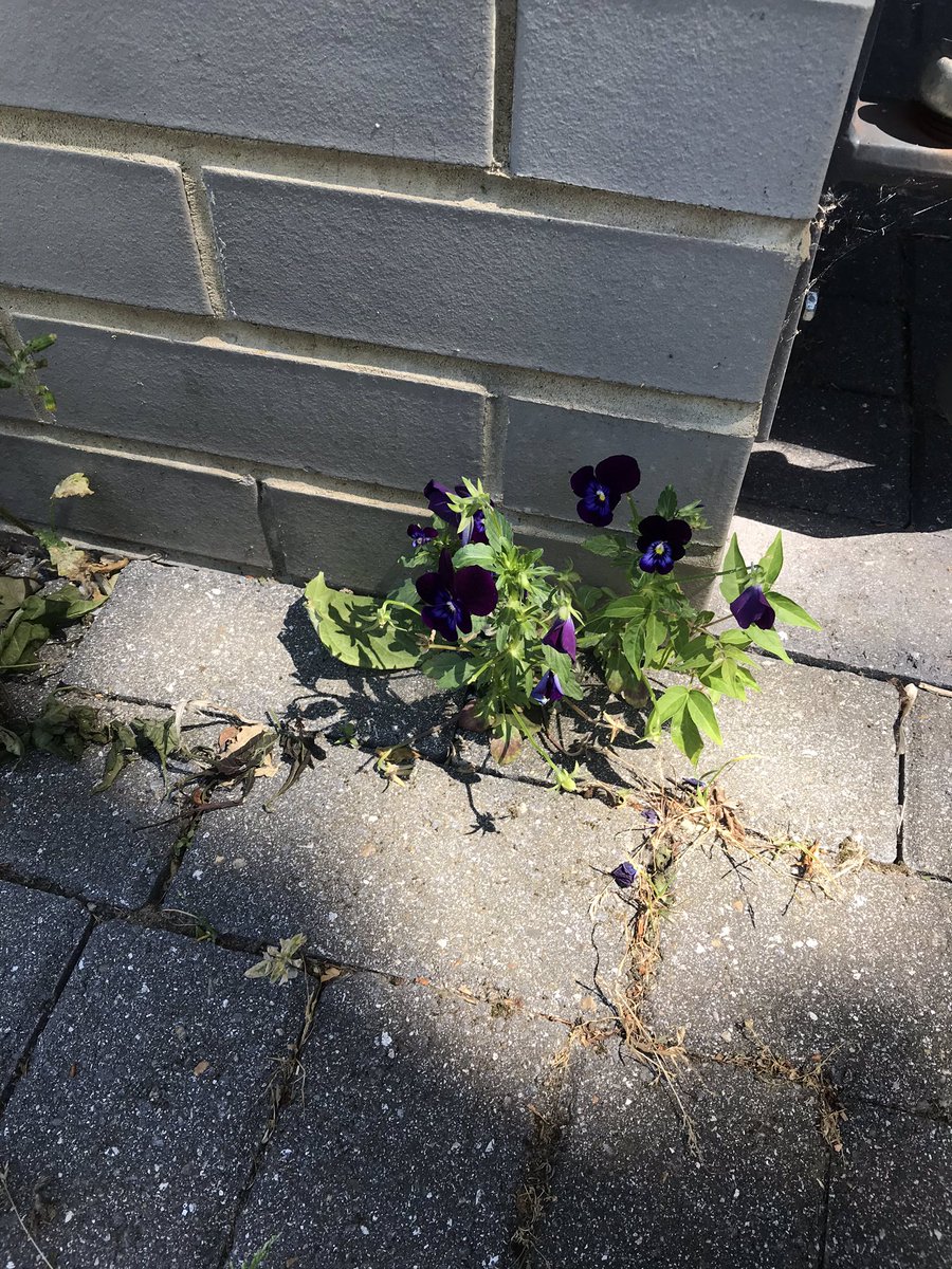 ManorEstateTRA's tweet photo. #resilience #strength #abilitytoadapt
Walking down #CamillaRoad #SE16 these little #pansies made me smile
A reminder that we can all #grow & adapt to our surroundings
Who knows what the future holds with #Covid19UK BUT what we DO know is our #community will grow & adapt ❤️Lisa https://t.co/1vVPcpNQH5