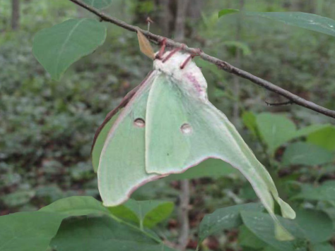 IndyParksandRec's tweet image. Today's Southeastway Park Nature Moment: Luna Moth! Did you know that adult luna moths only live for about a week? Their only purpose in the adult stage is to find a partner and mate. They don't even have functional mouth parts for eating!