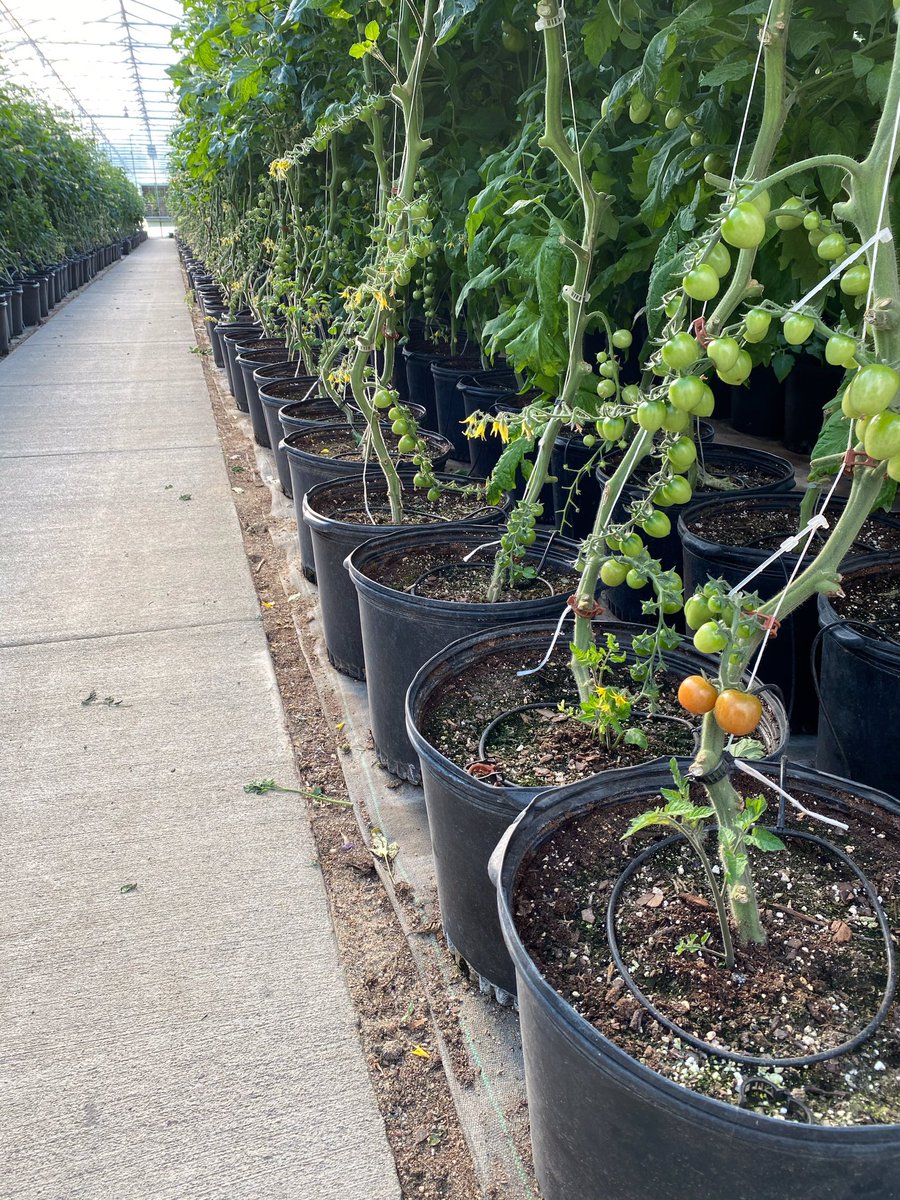 PahlsMarket's tweet photo. First color of the year on the tomatoes! #pahls #pahlsmarket #pahlsplanted https://t.co/wlUrGNhB8Z