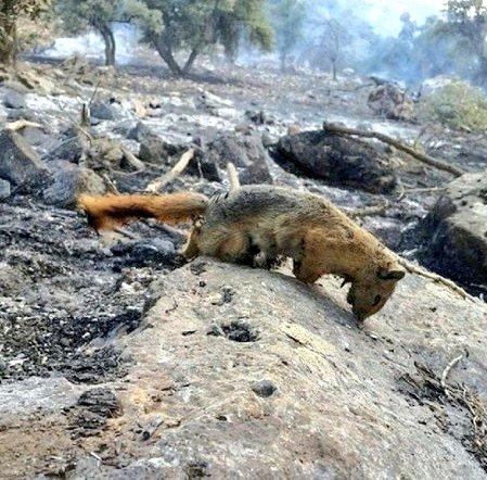 ARASH_PESARIRAN's tweet photo. لعنت به این بی برکتی که این حرومزاده ها برا این خاک آوردن
نه آدماش جون سالم به در بردن
نه حیوونا
نه زمین
نه هوا
نه هیچی
 #ایران #آتش‌سوزی  #جنگل #گچساران https://t.co/A2YcKpCg6F
