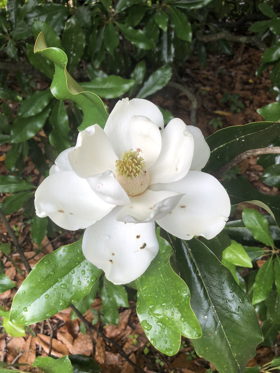 Beauty after a storm! Muggy run but worth the scenery! #runsaturday #beauty #stormreward #magnolia #muggyrun #southernbeauty #southerncharmcharleston @chswx @LCWxDave @WCBD @HolyCitySinner @charlestonrun