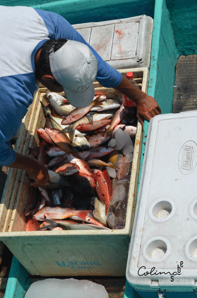 Para traer pescado fresco cada mañana, los pescadores de la costa colimota dedican casi diez horas de trabajo durante la noche. 

Costas de Colima es una investigación gastronómica, pero también una guía turística. Tenemos promoción, escríbenos.