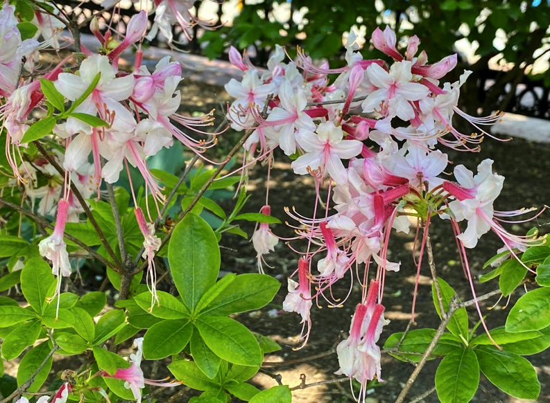 FOPG's tweet photo. If you aren't able to take a stroll through the #PublicGarden we can #sharespring with you. The shrub layer is especially beautiful along the borders with the Pinxterbloom Azalea and Rhododendron 'Golden Lights' showing off their spectacular #peakbloom. @BostonParksDept https://t.co/4DuiCcDJWK