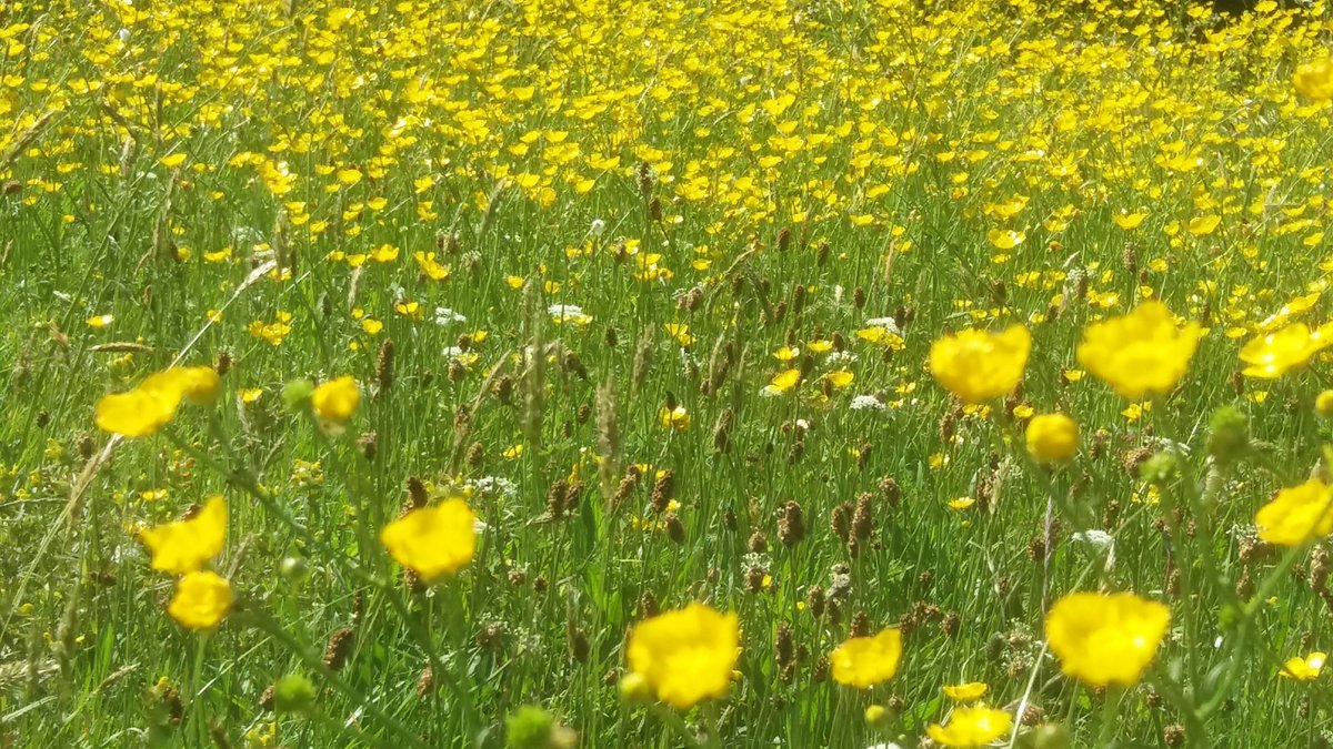 judymum's tweet photo. Another lovely 6/7 mile walk from home today @MartinsPond @WollatonHall @UniofNottingham @RamblersGB @countrywalking @MyNottingham https://t.co/ULvQhmCcFa