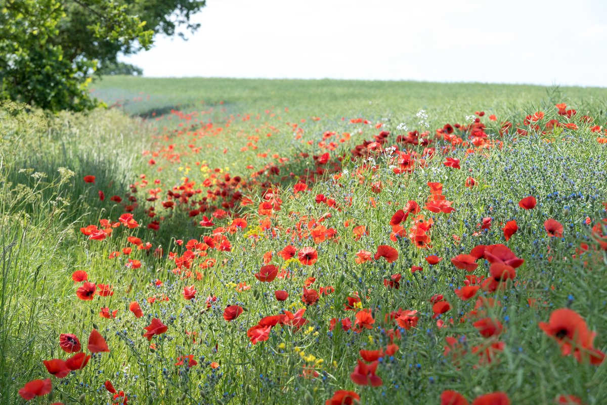 visitnorfolk's tweet image. Poppies in bloom... a lovely sight when you #VisitNorfolk #StayAlert #SaturdayMood #sunnyday