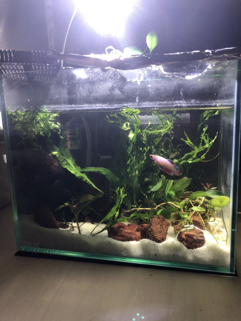 海豚いるか ベタ子ちゃんは水草水槽に入ってもらったけど やっぱ青ベタ君の水槽と揃えたいなぁ W W 青ベタ君最近ヒレが回復してきてるからか水位の高さが足らなくてキツキツな感じ