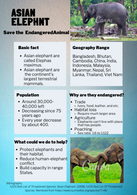 adam555515's tweet photo. Every single year from the past 75 years, the population of the Asian elephant has been decreasing.  We need YOUR support to help save the Asian elephant. This is an infographic to let you understand more about the Asian elephant. Can we save them? #KASendangered #Asian #Elephant https://t.co/Wg4QD96XmI