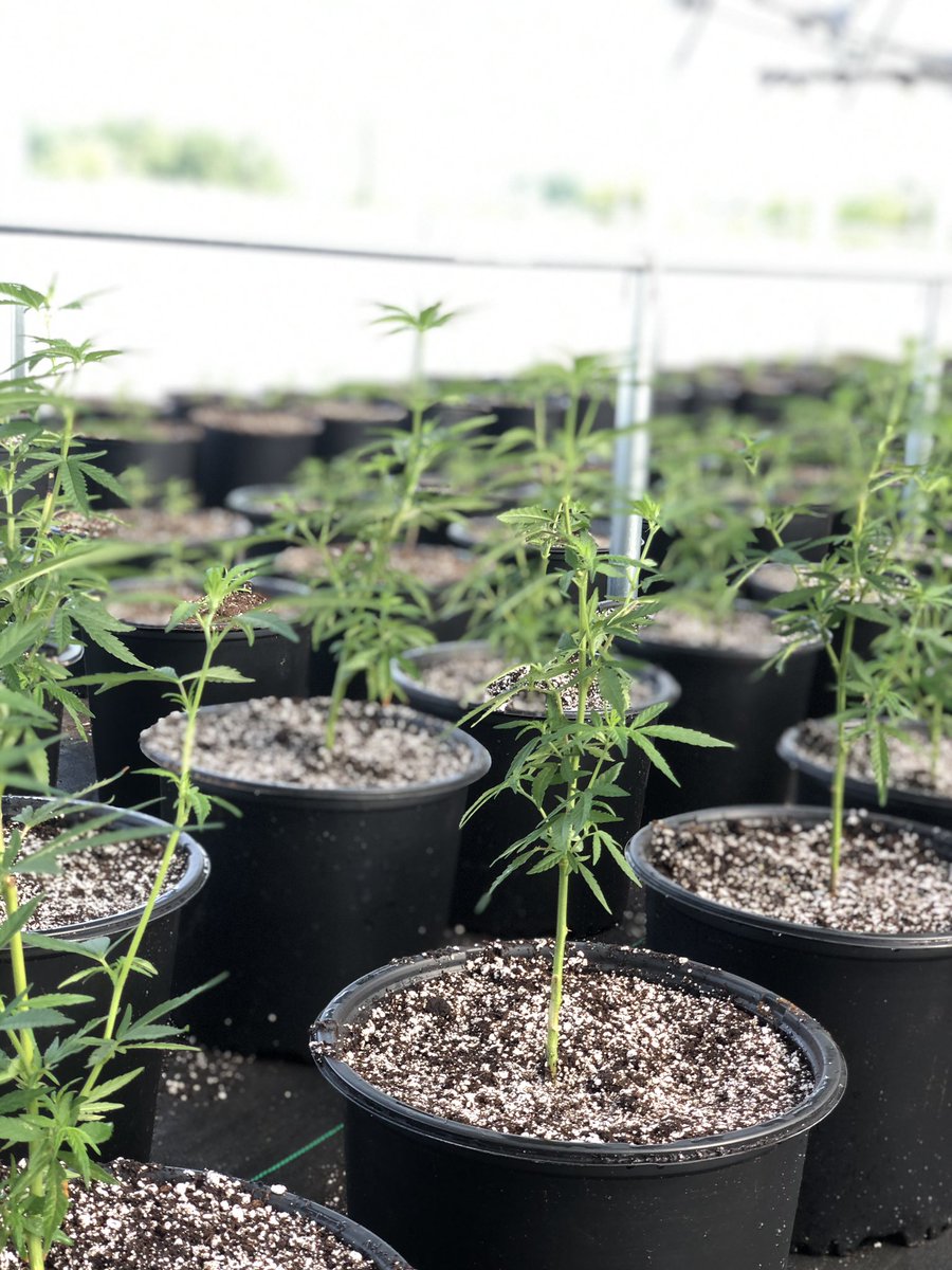 thathemplady's tweet photo. Lots of time spent at our South Georgia greenhouses this past week. Excited to go see what’s cookin’ in TN next week! 🌱 #hemp #hemp2020 #georgiagrown https://t.co/rUsqtggUIp