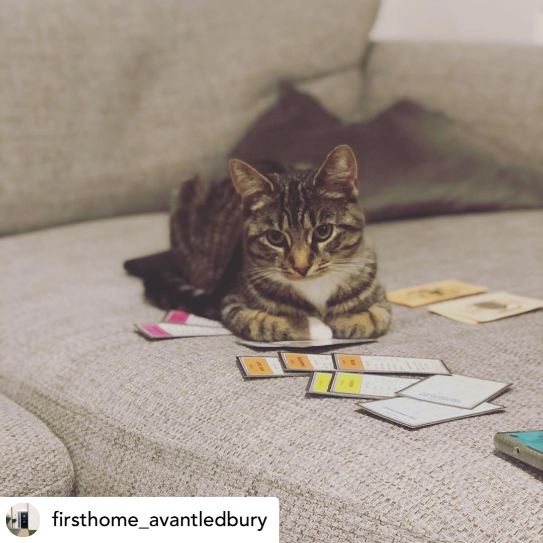 AvantHomes's tweet photo. Game face = on. #Caturday #AvantPets πΈ: @firsthome_avantledbury (Instagram) https://t.co/vheNs3eyEo