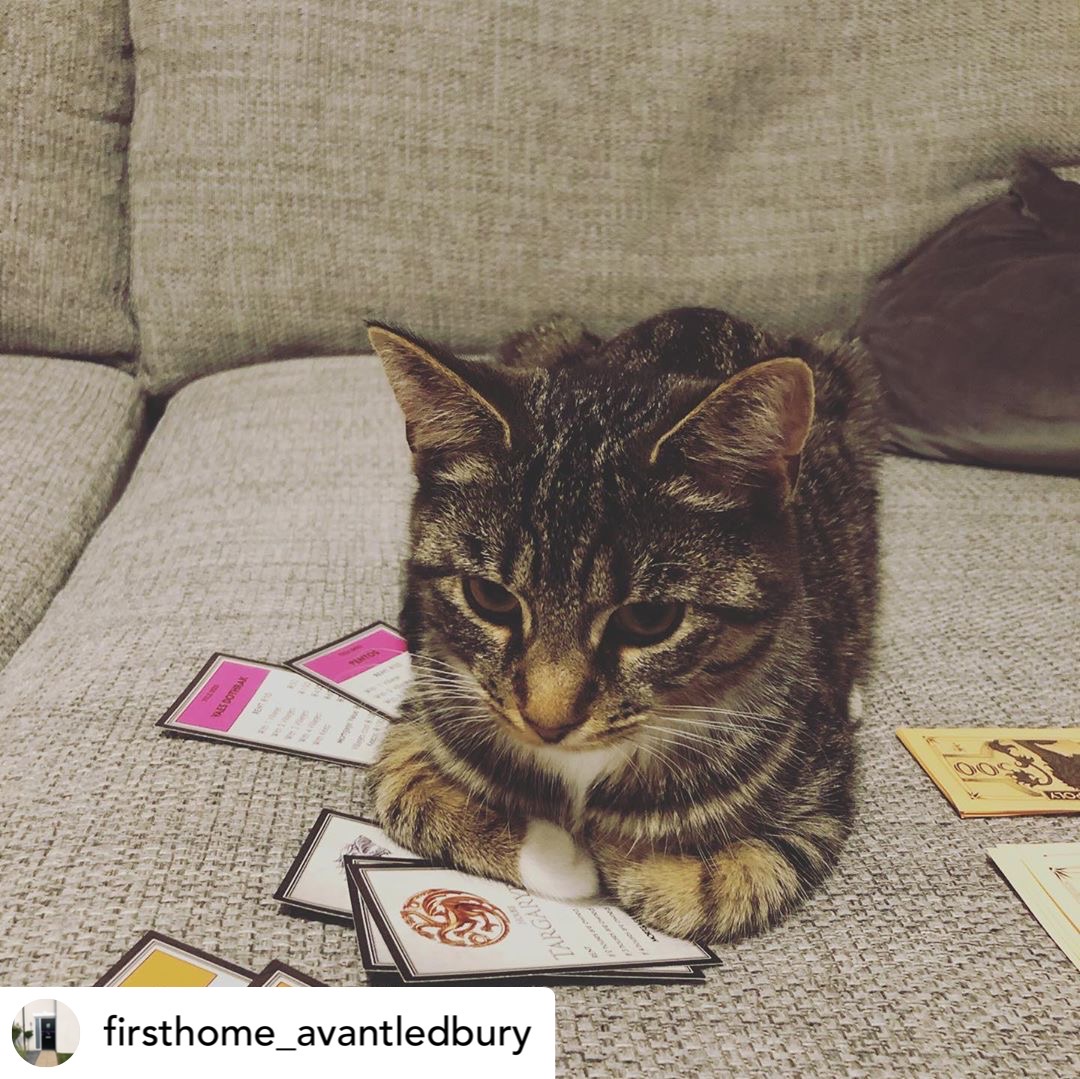 AvantHomes's tweet photo. Game face = on. #Caturday #AvantPets πΈ: @firsthome_avantledbury (Instagram) https://t.co/vheNs3eyEo