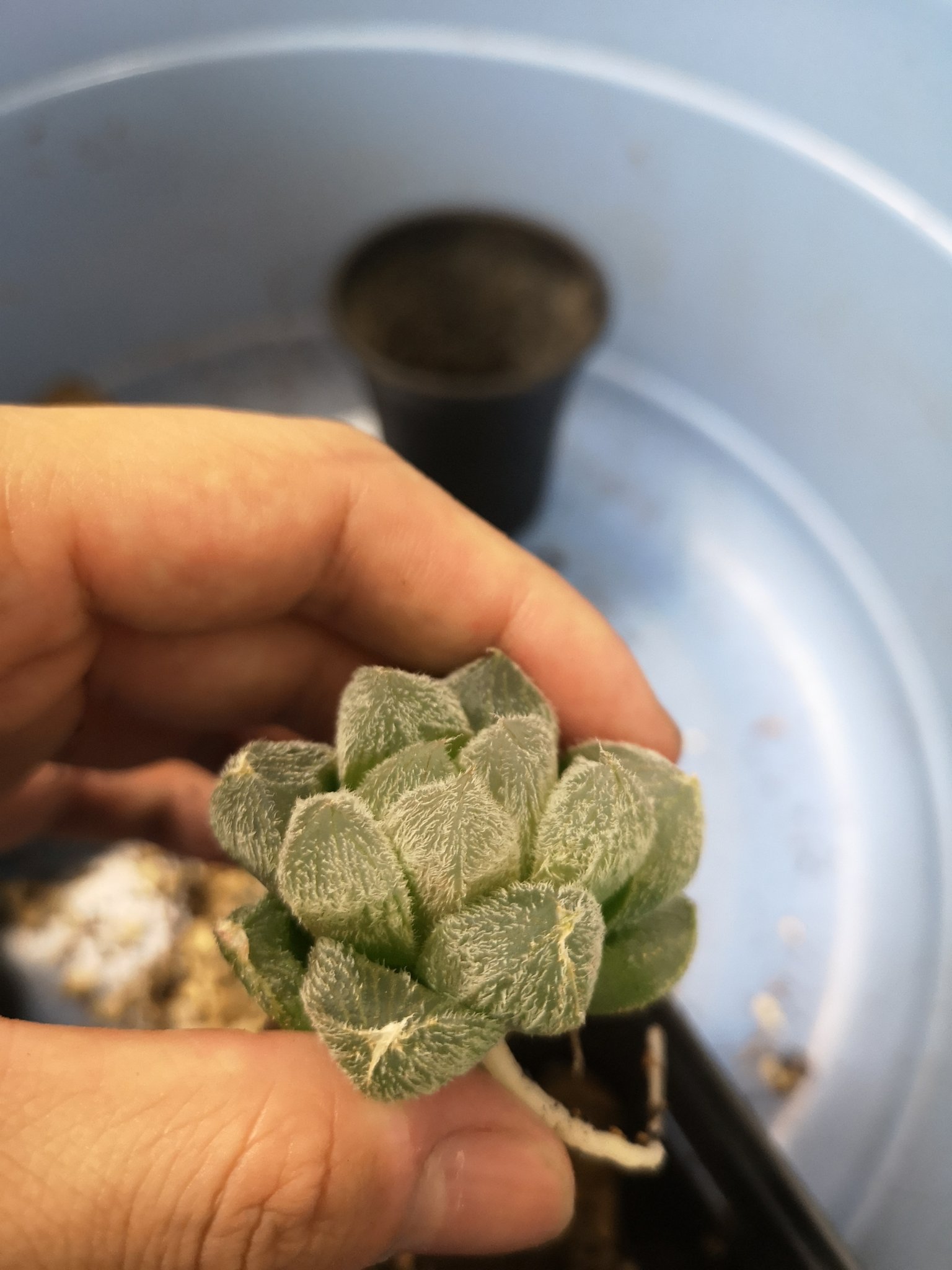 ハオルチア 九尾狐錦(子株付き） ハオルチア 九尾狐錦(子株付き）