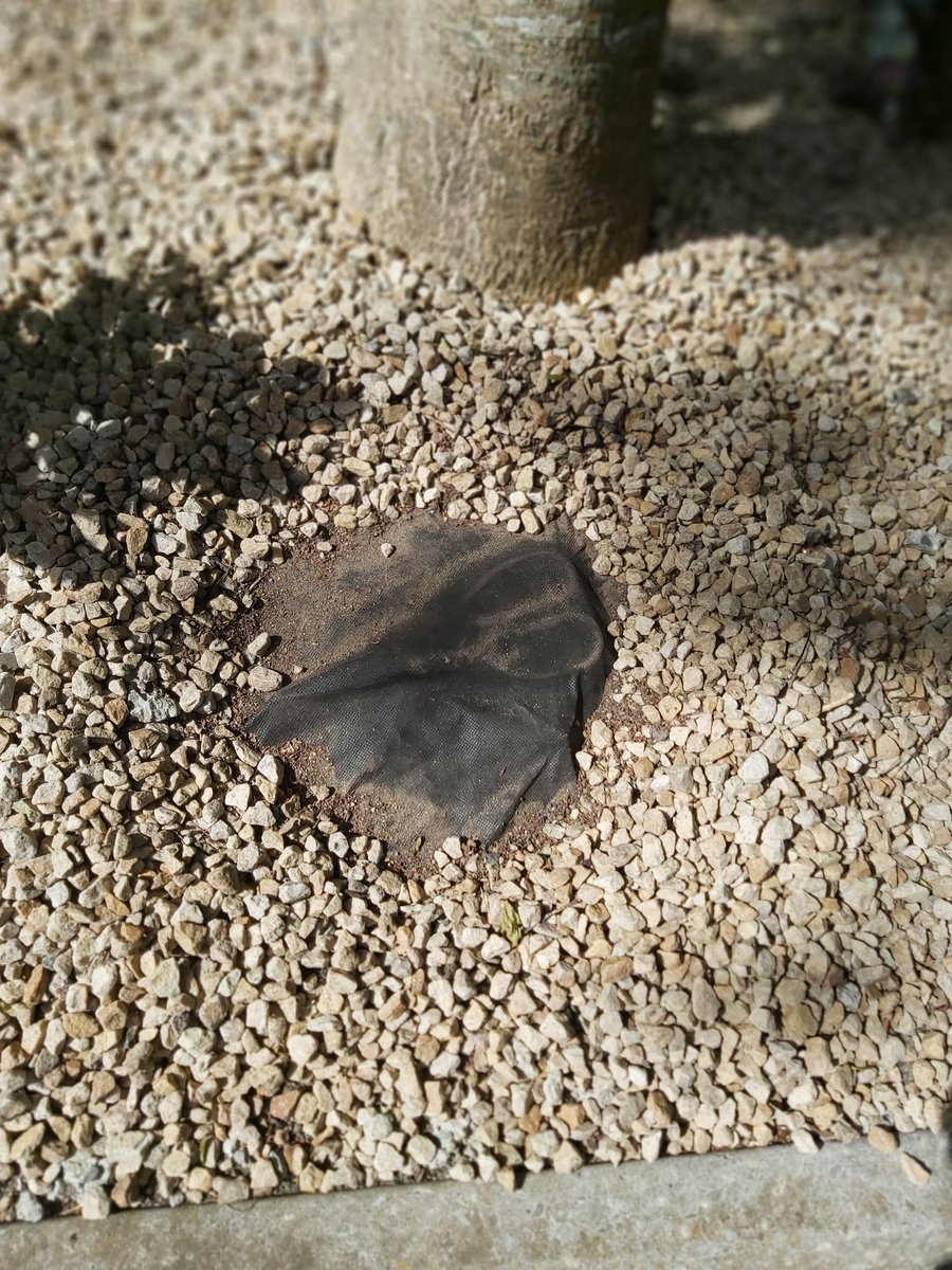 One can often lose ones tools in the oddest of places. I've been looking for my scissors. Last time I remember using it was putting sheeting under stones. So I moved a few stones est voila!!