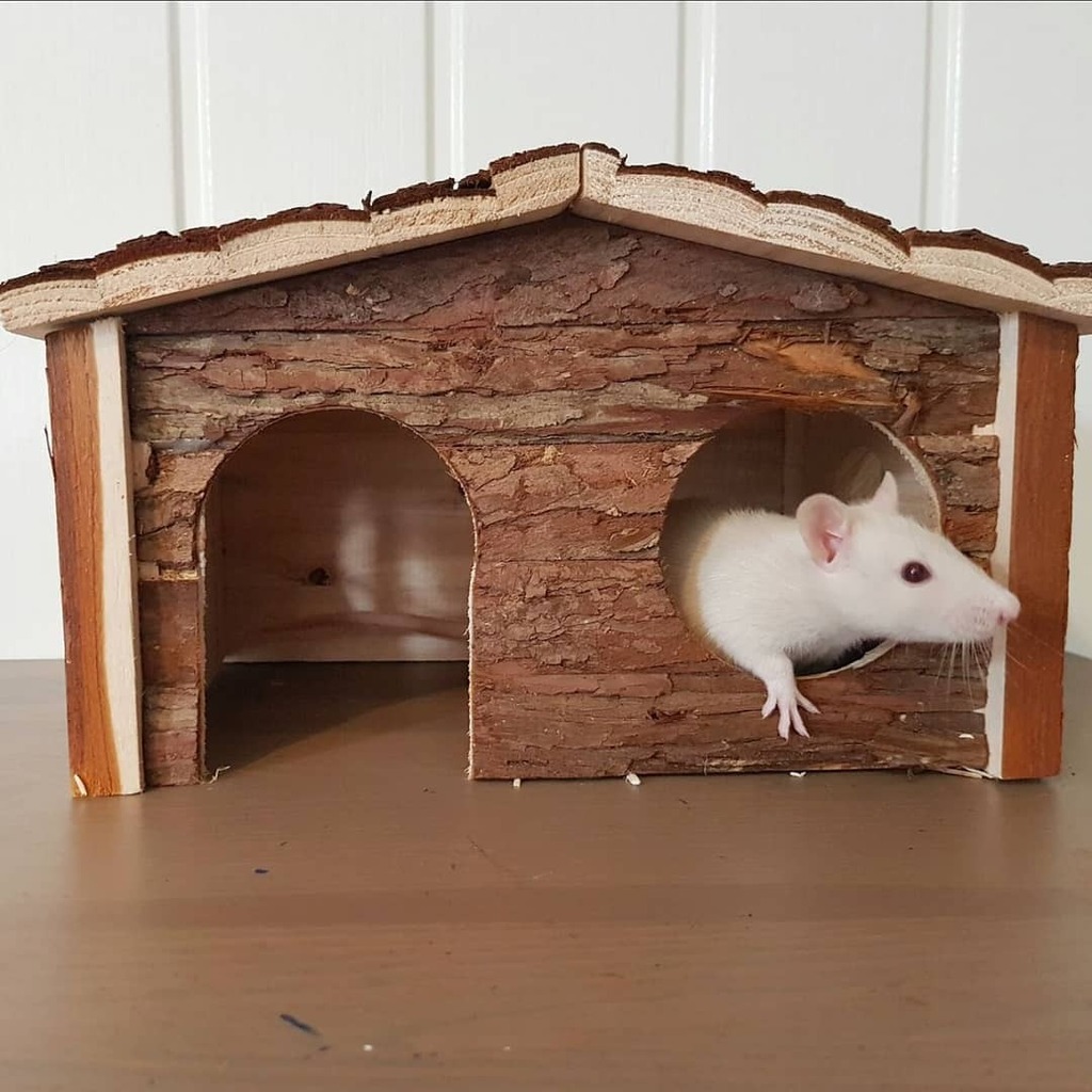 rattieratbags's tweet photo. This is me waiting for the postman after ordering more rat stuff online.
.
.
.
.
.
#rats #ratsofig #ratsofinstagram #ratsagram #ratstagram #ratshavefeelingstoo #ratties #rattiecommunity #rattieratbags #rattielove #rattiesofig #petsnotpests #pets #petsof… https://t.co/jmXYaGZj70 https://t.co/SJ5LjorZiW