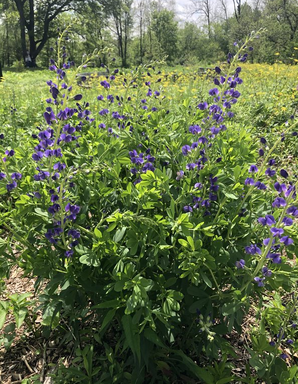 TheParklands's tweet photo. BLOG: This time of year marks the beginning of wildflower season throughout The Parklands! Learn more about the beautiful blooms all over Beckley Creek Park in this new post from Ranger Elizabeth. #KentuckySpring https://t.co/tDnqJe40M9 https://t.co/hk6qfzzkAi
