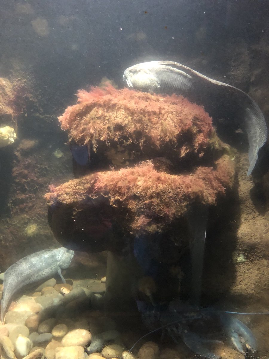 Spotted wolffish high above a blue lobster ⁦<a href="/FundyAquarium/">Huntsman Aquarium</a>⁩