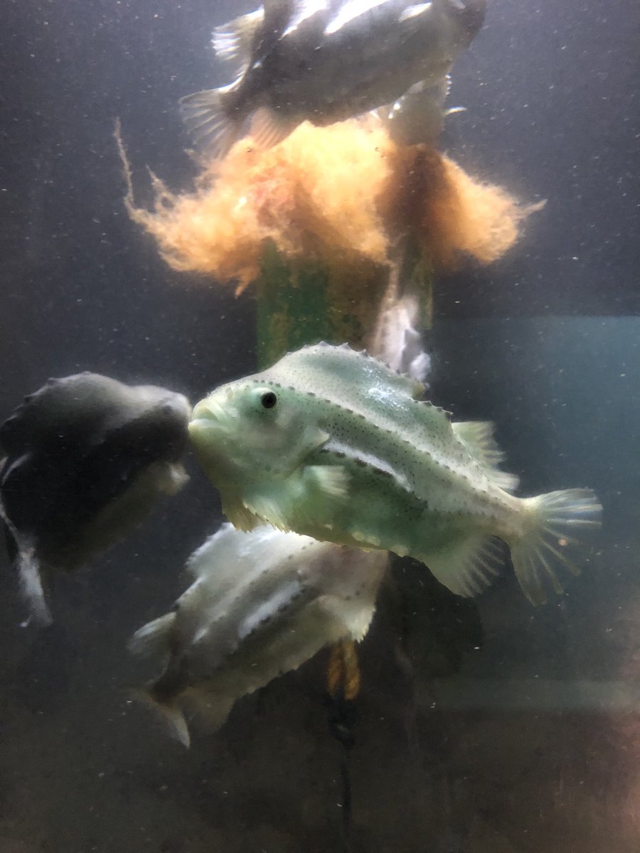 Lumpfish are always looking for new friends ⁦<a href="/FundyAquarium/">Huntsman Aquarium</a>⁩