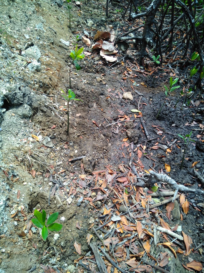 AmbienteRD's tweet photo. Personal nuestro del Refugio de Vida Silvestre Bahía de Luperon, iniciaron la poda de ramas secas de mangle rojo (Rhizophora), y la reforestación inmediata con plantulas de la misma especie producida en su vivero, para ayudar la restauración ecológica en la zona de El Muellesito https://t.co/FZI89a4Chj