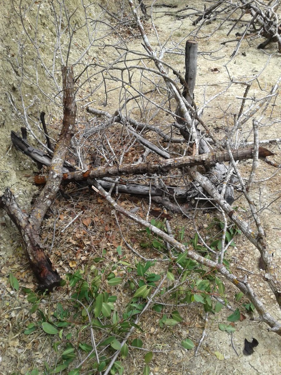 AmbienteRD's tweet photo. Personal nuestro del Refugio de Vida Silvestre Bahía de Luperon, iniciaron la poda de ramas secas de mangle rojo (Rhizophora), y la reforestación inmediata con plantulas de la misma especie producida en su vivero, para ayudar la restauración ecológica en la zona de El Muellesito https://t.co/FZI89a4Chj