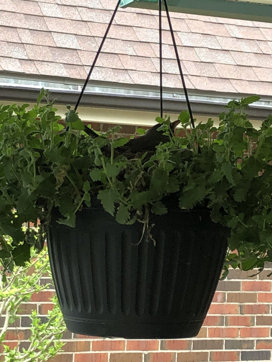 My hanging flower basket has now become a hanging robin’s nest. #natureupclose #home #whataboutmyflowers #ldnont