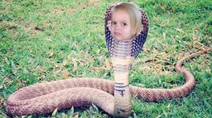 NaranjitoJuan's tweet photo. La cobra viendo como Jimena barón volvió con osvaldo https://t.co/V2Q9IFTPxu