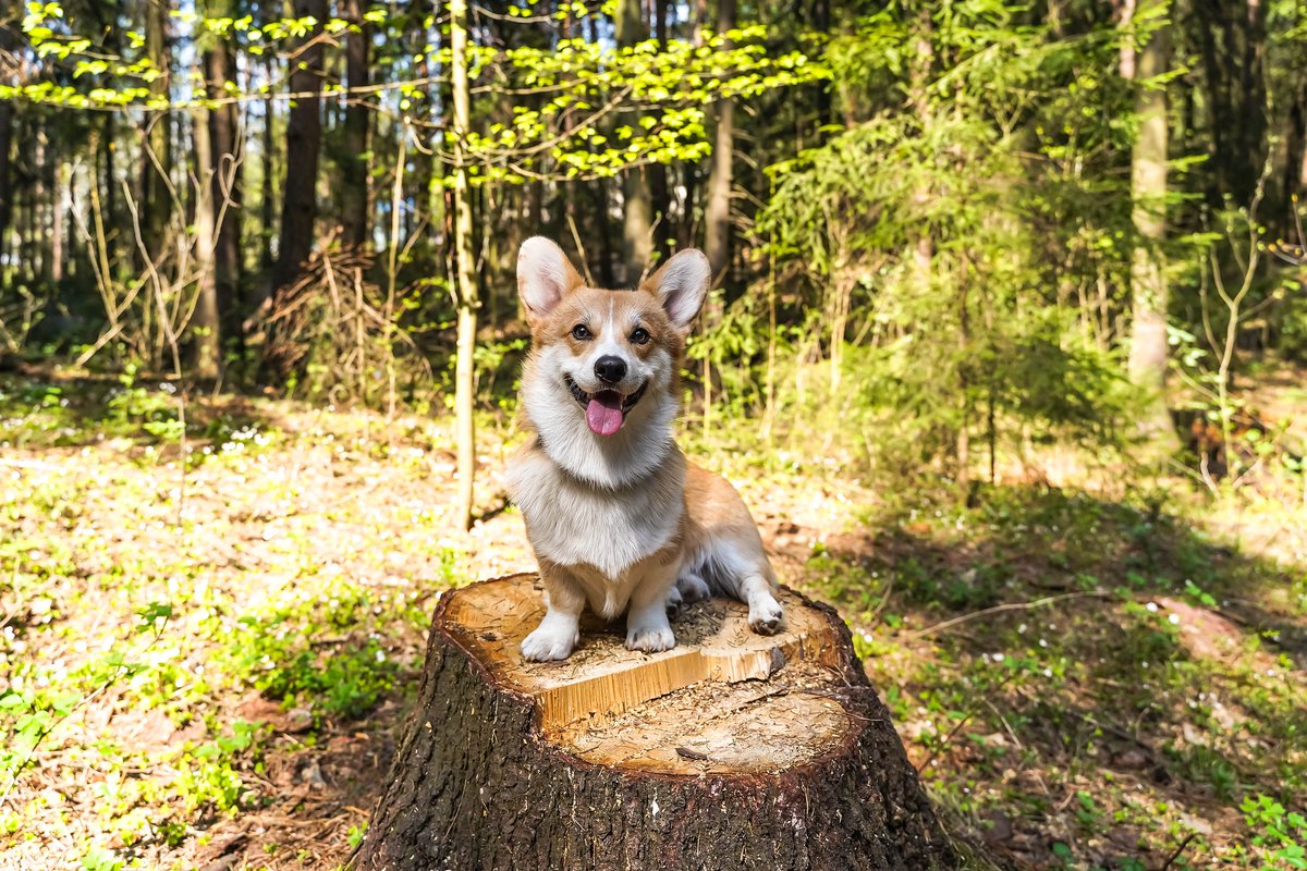 NJAidForAnimals's tweet photo. Tick season is here. Our next series of tweets will discuss more about spotting, removing, and overall care to  keep your dog safe and healthy. #TickTalk https://t.co/Vfew2G6w0w
