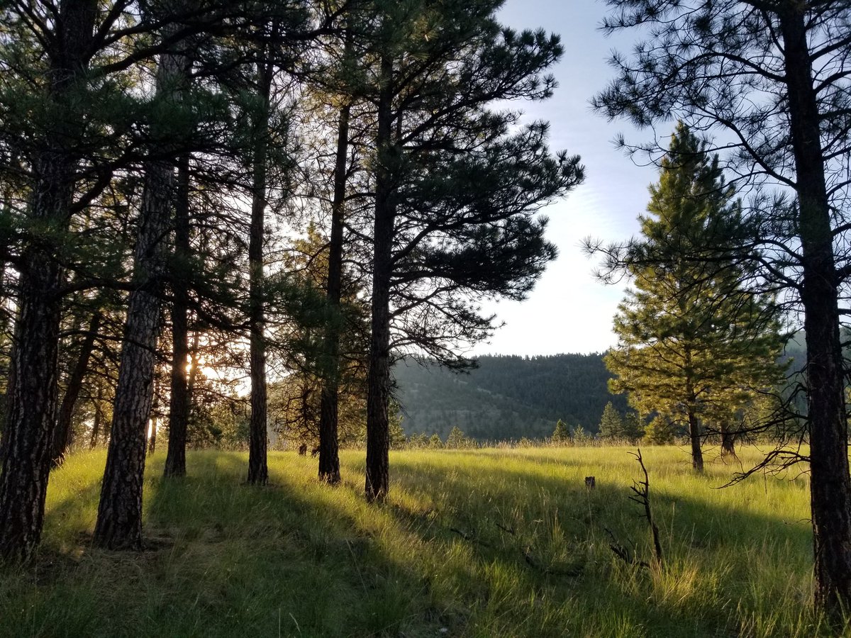 LiftingNLaughs's tweet photo. It's been a bit since I woke up at 5am for a hike (that didn't include toting my bow or rifle) I love these peaceful moments in the woods. #HelenaMT #Hiking #Montana #MontanaMoment #Sunrise #FirstUpFirstLight #IntoTheWoodsIGo https://t.co/Vx9GiHe7cU