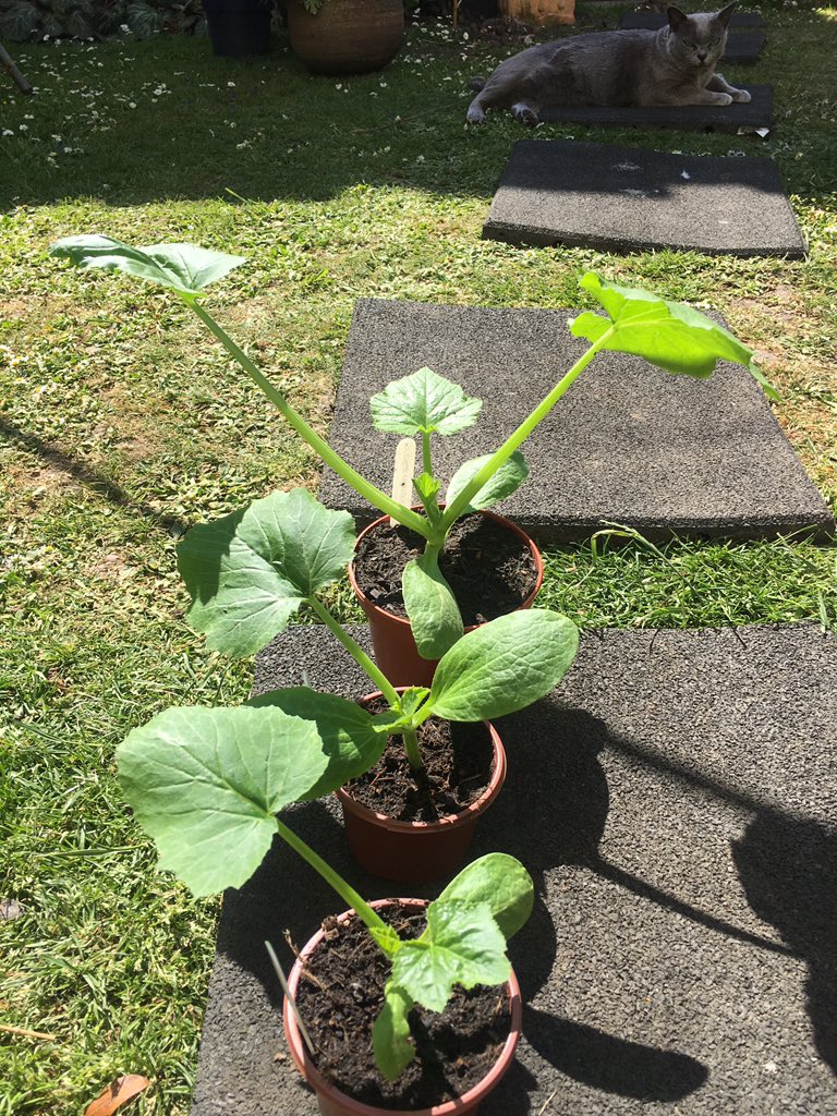 Small, medium and ginormous courgettes, all sown the same day (29 days ago), I have no idea whether these will produce anything, but I think they look happy? (Cat in top corner unimpressed by my first-time-gardener achievements.)