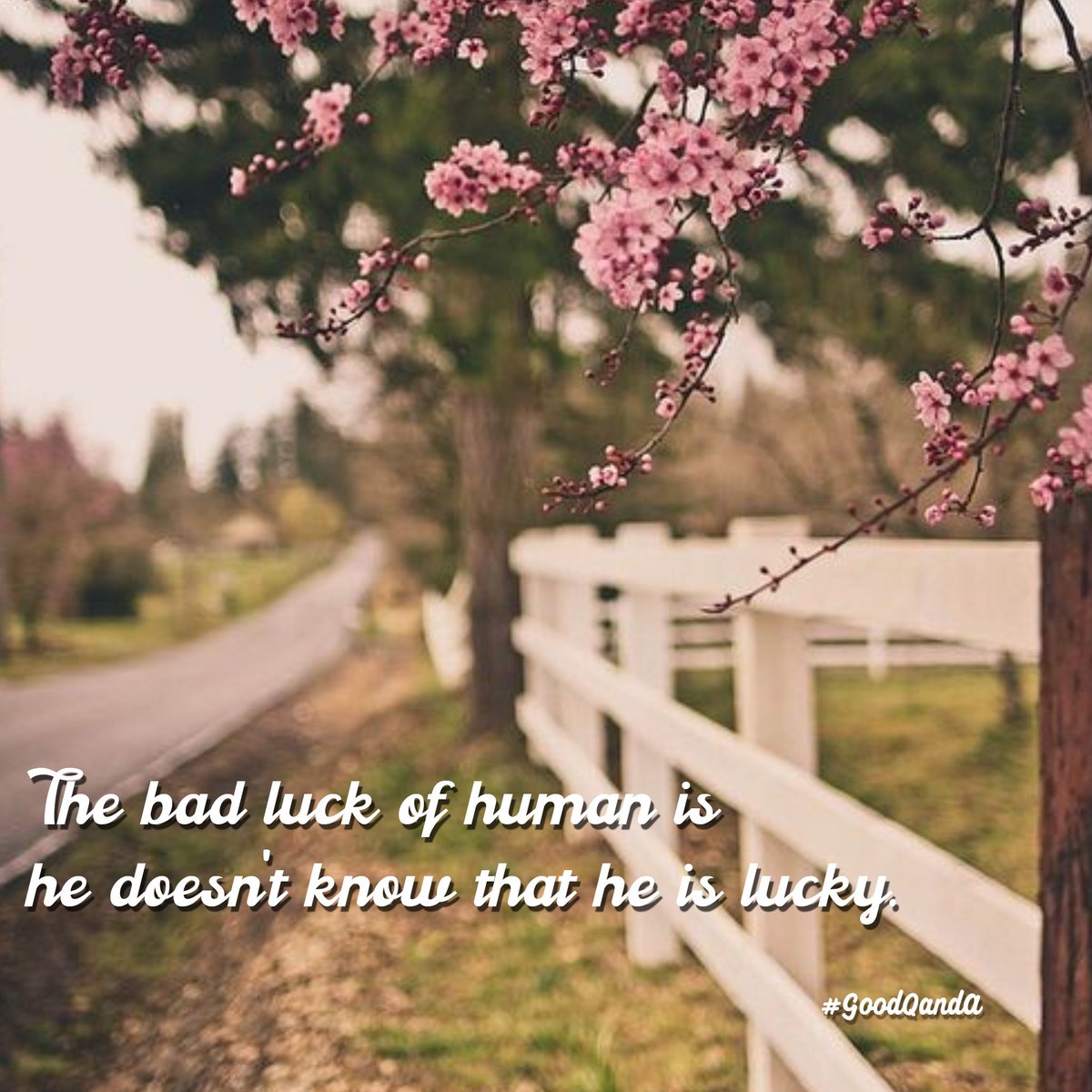 GoodQandA's tweet photo. The bad luck of human is he doesn't know that he is lucky. 
——————————

#GoodQandA #meditation #mindfulness #GTM #inspiration #innerpeace #peace #livemeditation #Dhammakaya https://t.co/cZbX9nYu5F