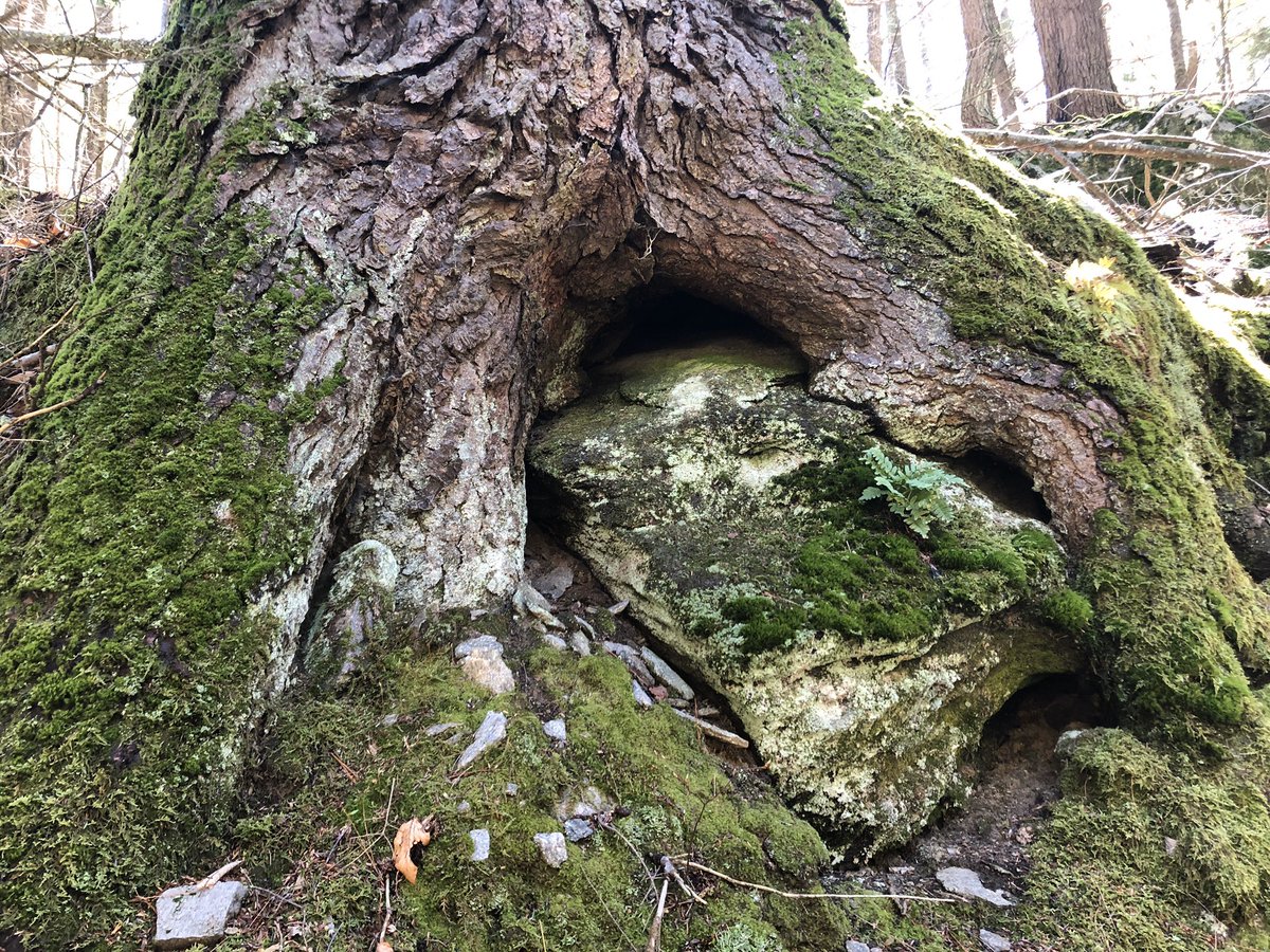 curtisogden's tweet photo. “Mycelium ... is better throught of as not a thing but as a #process: an exploratory irregular tendency.” - Merlin Sheldrake #TangledLife #networksasprocess #flow #livingsystems https://t.co/Z7FxaSiELV