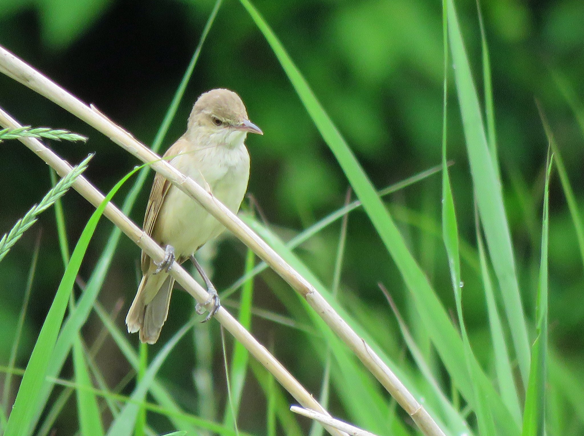 Qu May 27 At The Riverside Tokyo Acrocephalus Arundinaceus Great Reed Warbler オオヨシキリ