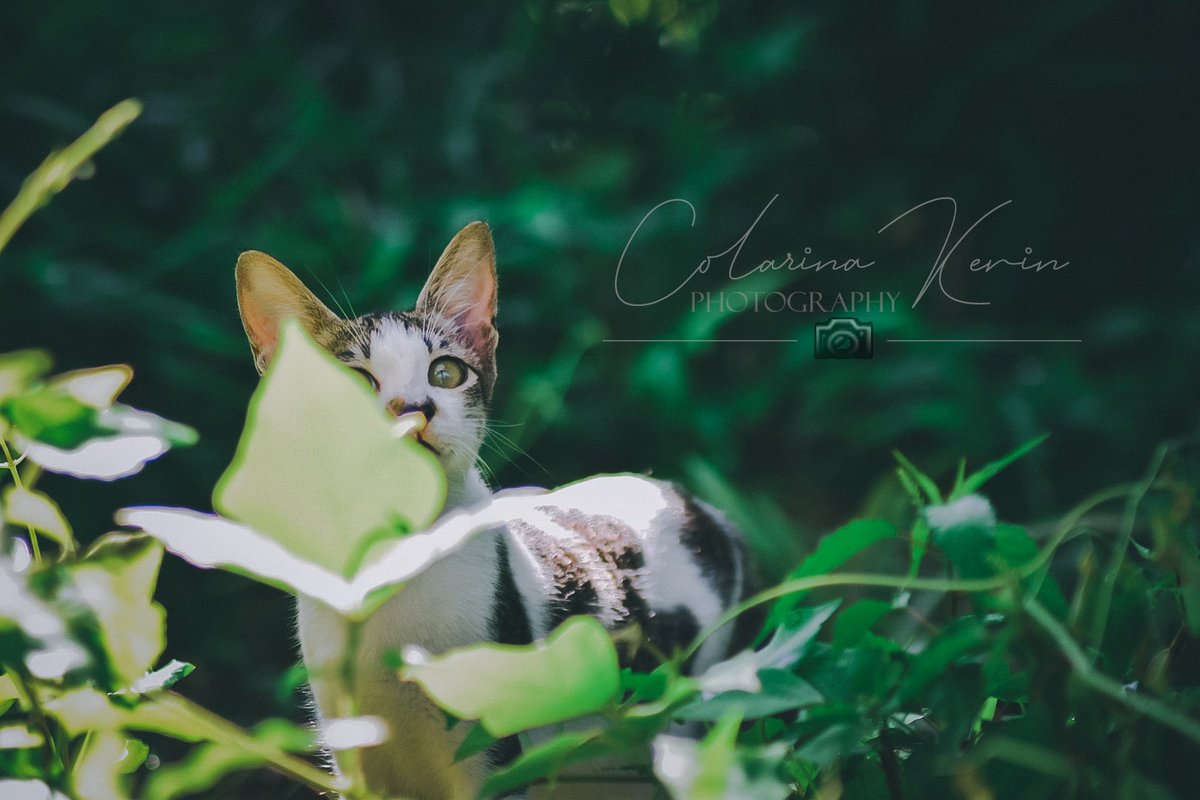 Colarinakevin's tweet photo. It’s a big big world out there my little Kitkat🐱, go explore!🖤

Natulala siya sa mga lumilipad na ibon ih, cute cute ng bb ko na yan😊🥰 https://t.co/MpEoQB68IB