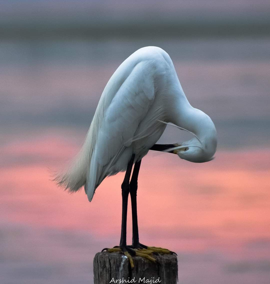 KashPhotoClub's tweet photo. Little Egret
Location Dal Lake.
May 2020

Photo by @arashidmajid 

#withwildjk  #wildliferesearchconservation 
#kpc
#Kashmir
#KashPhotoClub
#KashmirPhotographyClub https://t.co/MDjyLT07sd
