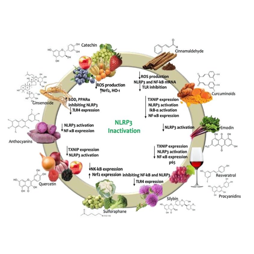 Renal Nutrition UFF (@renaluff) on Twitter photo Can nutritional interventions modulate the activation of the NLRP3 inflammasome in chronic kidney disease? @dmafra30 @denisfouque1 <a href="/StenvinkelPeter/">Peter Stenvinkel</a> <a href="/ludcardozo/">Ludmila Cardozo</a>
Acess:sciencedirect.com/science/articlβ¦
#CKD #nutrition #inflammation #dialysis
Instagram: @nutricaoemnefrouff Can nutritional interventions modulate the activation of the NLRP3 inflammasome in chronic kidney disease? @dmafra30 @denisfouque1 <a href="/StenvinkelPeter/">Peter Stenvinkel</a> <a href="/ludcardozo/">Ludmila Cardozo</a>
Acess:sciencedirect.com/science/articlβ¦
#CKD #nutrition #inflammation #dialysis
Instagram: @nutricaoemnefrouff