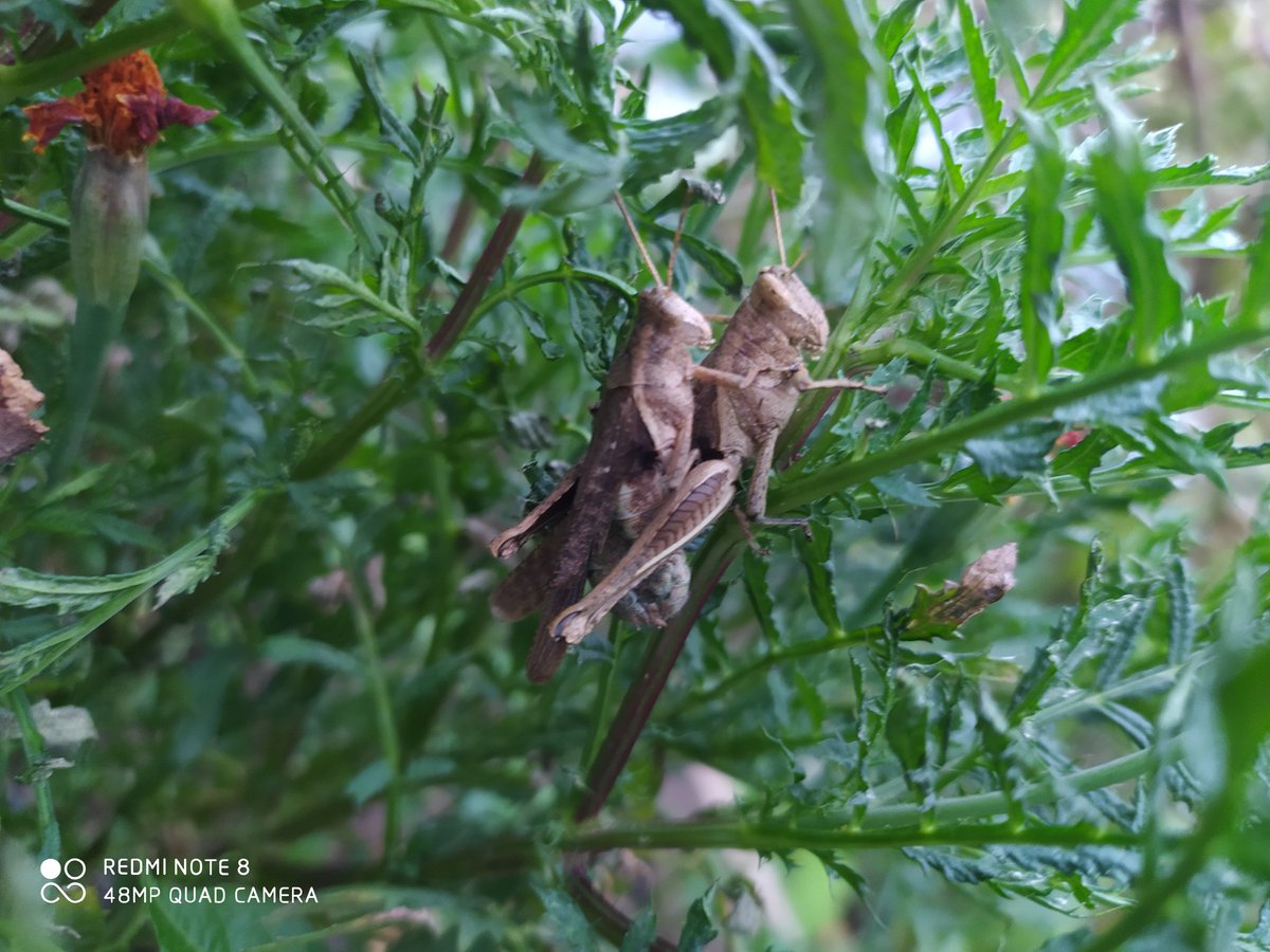 Pareja de Grillos copulando 🦗🦗💕 👉🏻Los gríllidos (#Gryllidae) son una ...