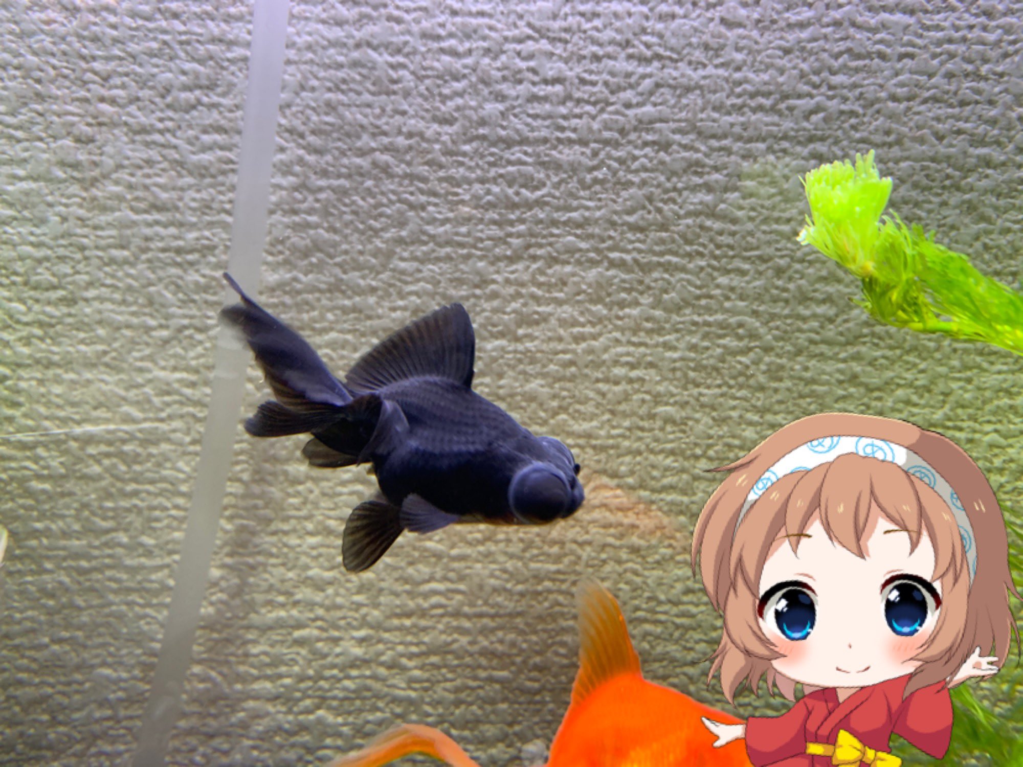 めっとこ 株式会社清州 公式 小さな出目金さんとmix金魚さんでオランダ型の金魚さんが同居してます ちなみにタンクメイトに黄色のどじょう ひどじょうさんとエビさんがいます ひどじょうさん よくジョジ 立ちしてます めっとこの金魚さん