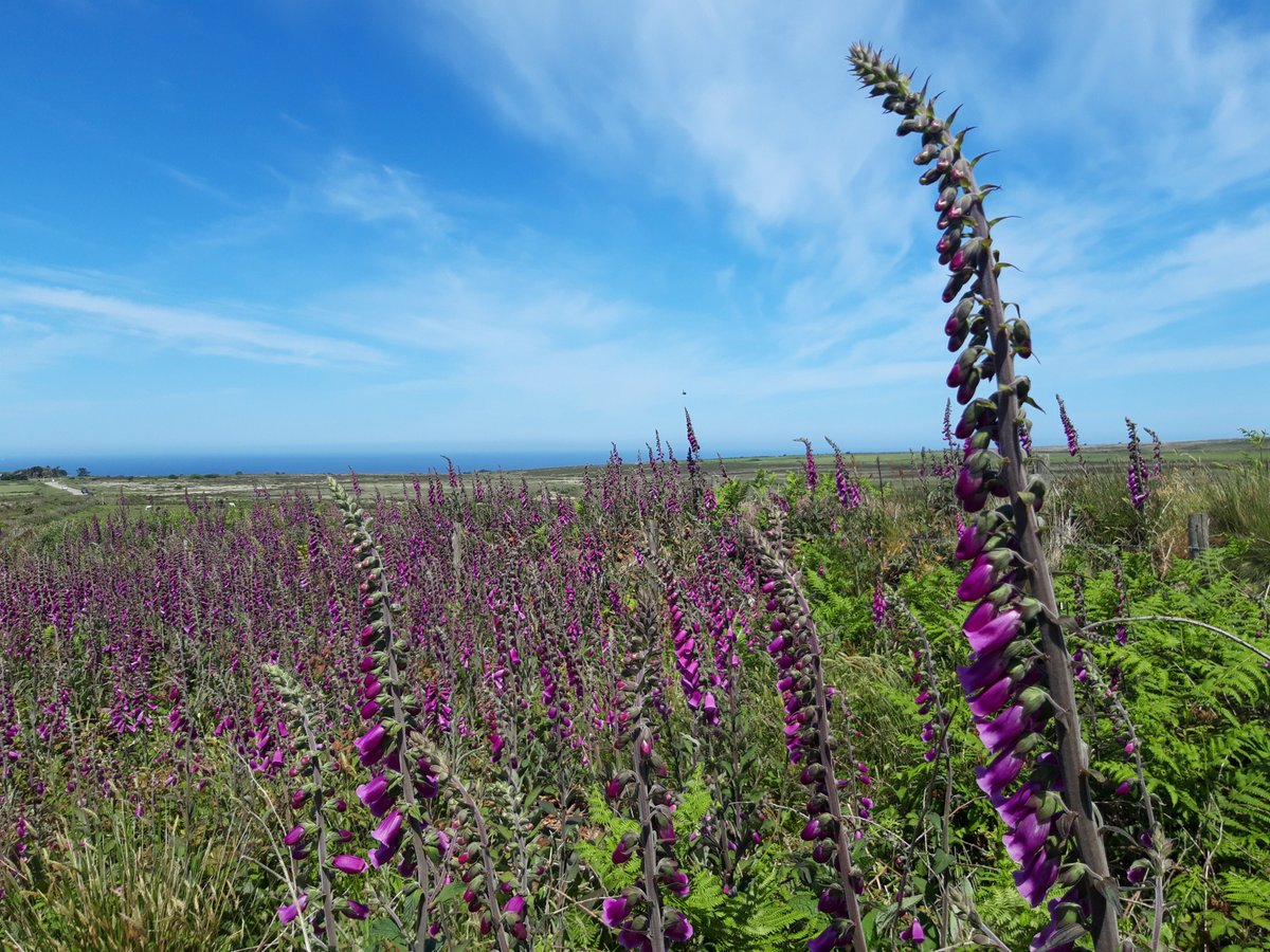 Some  #PrehistoryOfPenwith from today's walk ... and loads of foxgloves.Chûn Quoit, Tregeseal East Stone Circle, Boswens Menhir ... loads of foxgloves.