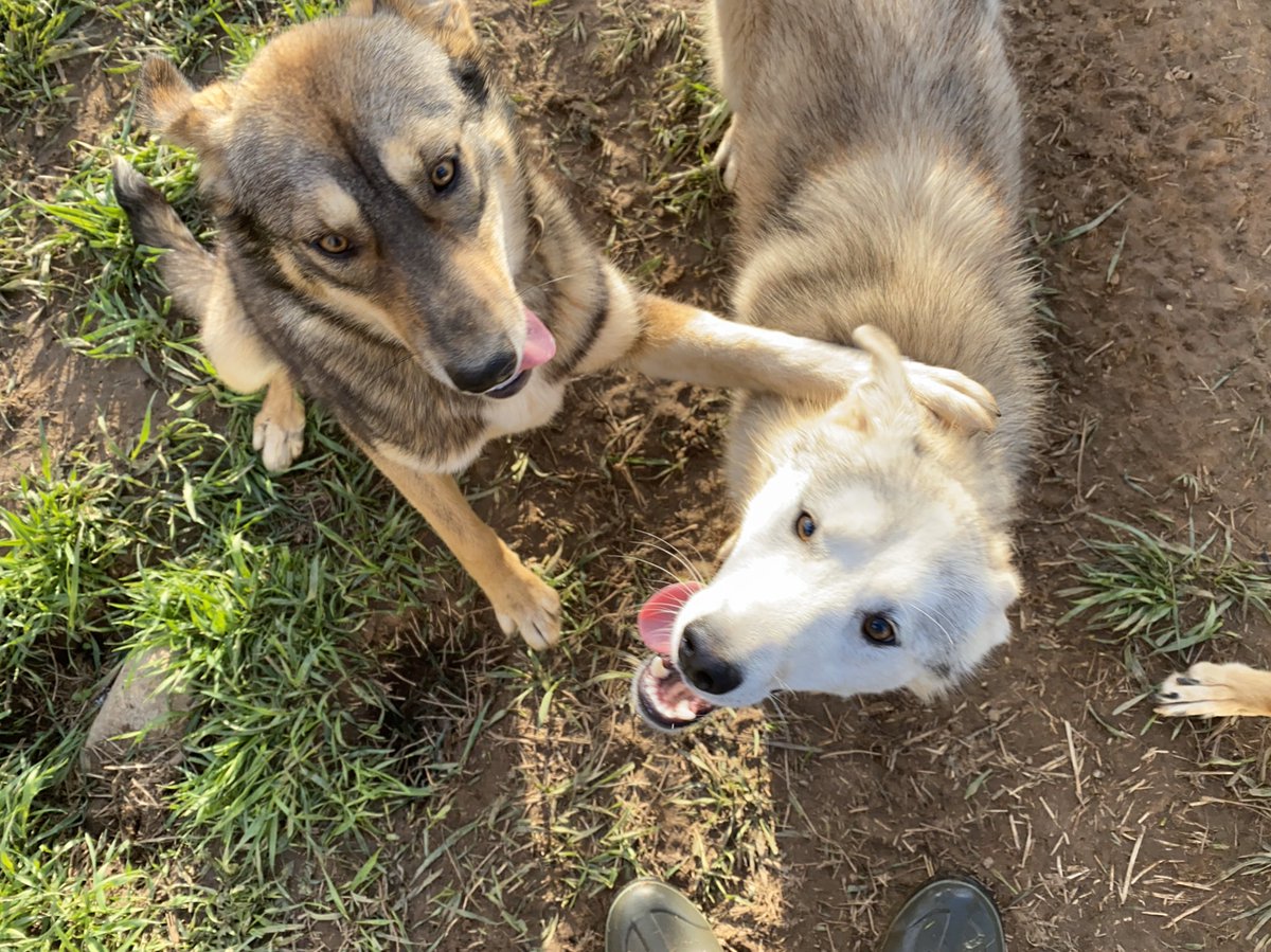 Every time the dogs get beautiful chunks of meat—more than they can eat!—they start obsessing over what everyone else got, and making sure no one else got something better.