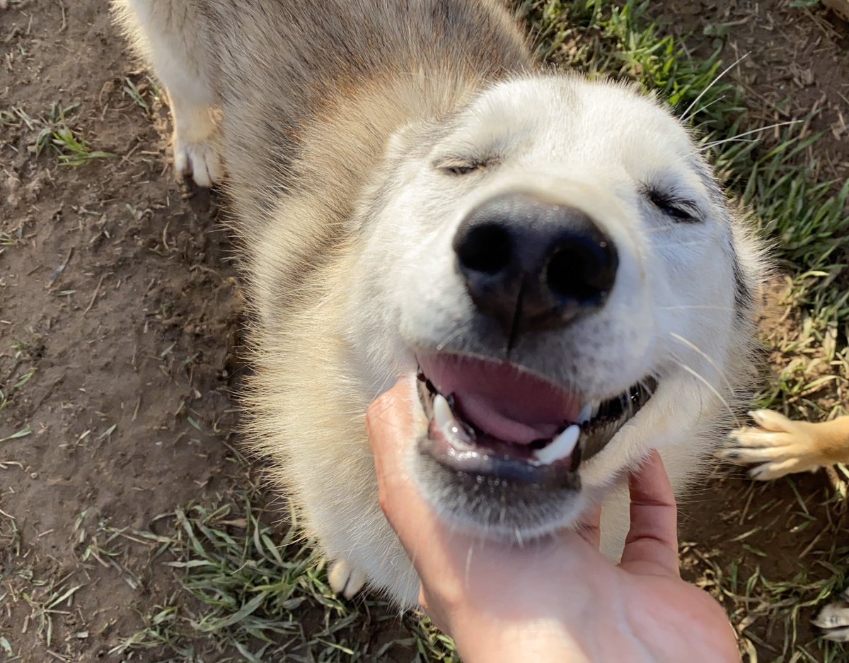 Luckily they’re easily distracted with chin scratches. The end.