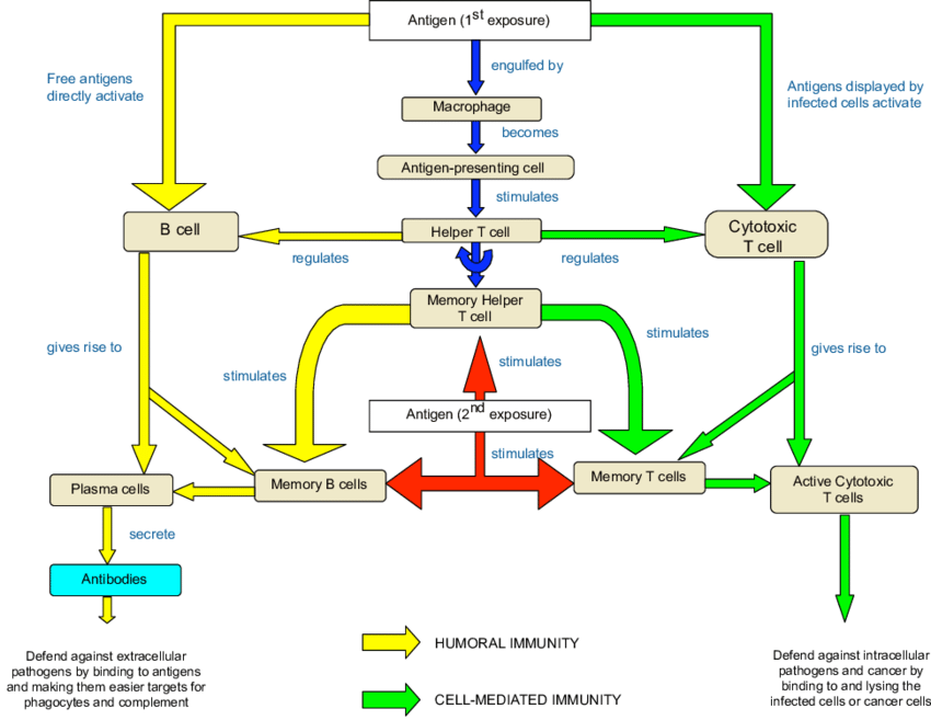 سلام عليكم ورحمة الله وبركاته 
تليوم راح اخدكم في رحله مشوووقه هي رحله الخلايا الجذعيه مع رشه مناعه...