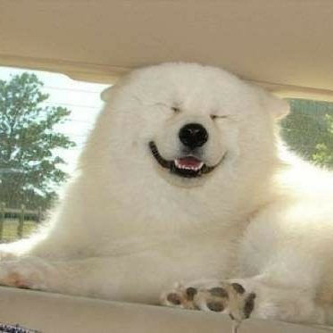 Jeno as Samoyedo ;; a thread. ( ◜‿◝ )