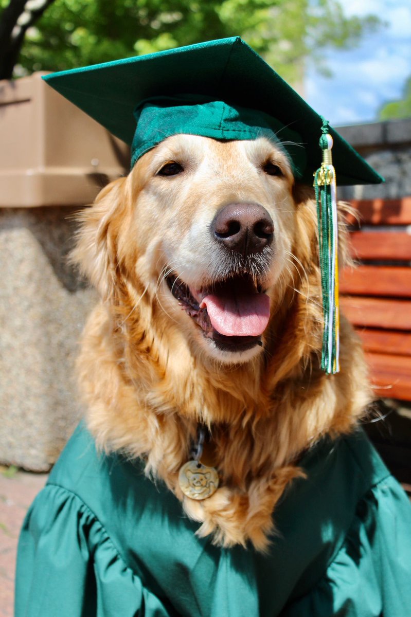 Geri Karli tweet media